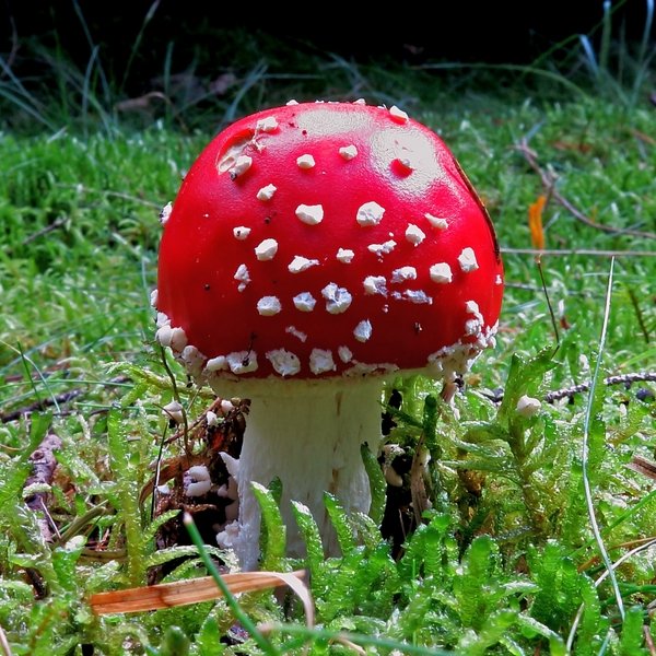Fliegenpilz auf grüner Wiese