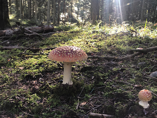 Fliegenpilz auf Waldboden
